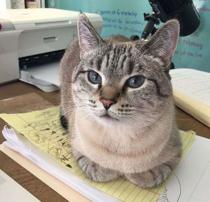 Bailey the office cat